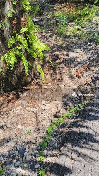 For Sale - Freehold 26-Acre Land for Sale at Panchang Bedena, Sabak Bernam