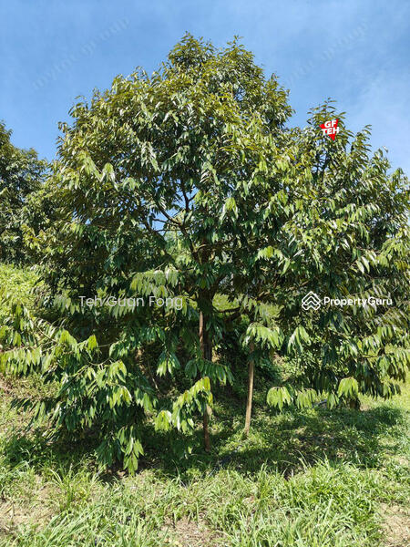 Agricultural Land for Sale in Bandar Baru Lenggong (Lenggong) - Teh Guan Fong - PropertyGuru.com.my