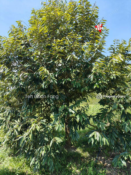 Agricultural Land for Sale in Bandar Baru Lenggong (Lenggong) - Teh Guan Fong - PropertyGuru.com.my
