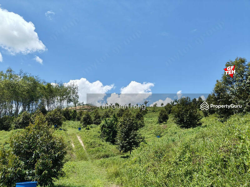 Agricultural Land for Sale in Bandar Baru Lenggong (Lenggong) - Teh Guan Fong - PropertyGuru.com.my