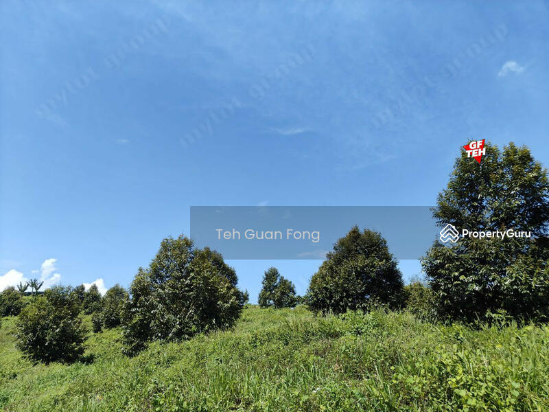 Agricultural Land for Sale in Bandar Baru Lenggong (Lenggong) - Teh Guan Fong - PropertyGuru.com.my