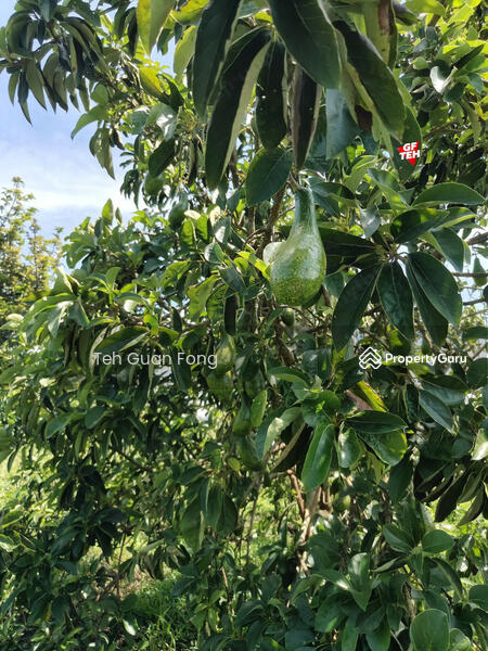 Agricultural Land for Sale in Bandar Baru Lenggong (Lenggong) - Teh Guan Fong - PropertyGuru.com.my