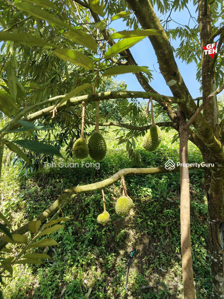 Agricultural Land for Sale in Bandar Baru Lenggong (Lenggong) - Teh Guan Fong - PropertyGuru.com.my