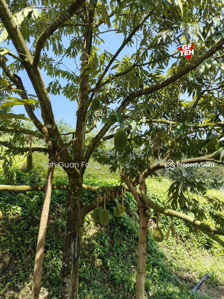 Agricultural Land for Sale in Bandar Baru Lenggong (Lenggong) - Teh Guan Fong - PropertyGuru.com.my