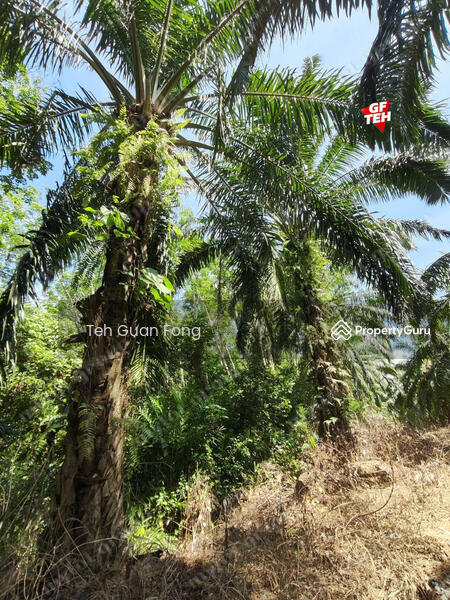 Tanah Pertanian untuk Dijual di Bandar Baru Lenggong (Lenggong) - Teh Guan Fong - PropertyGuru.com.my
