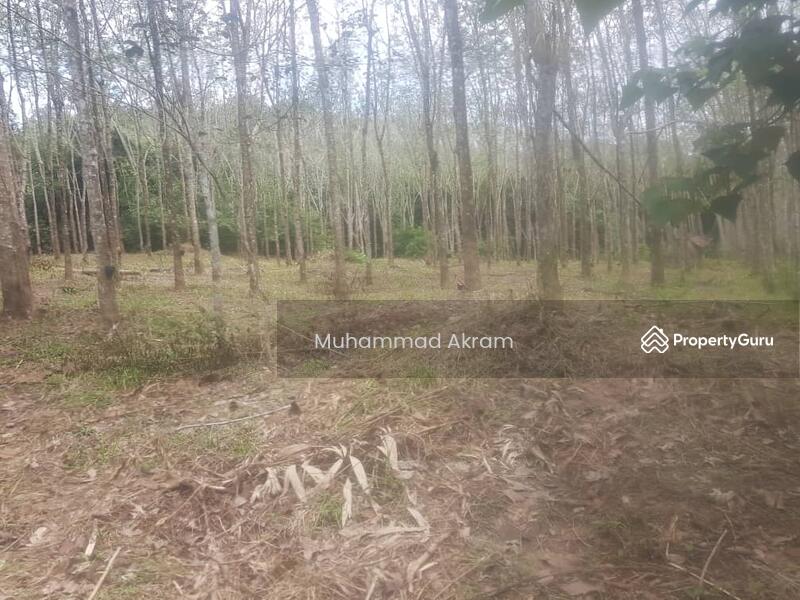 Untuk Dijual - Tanah Pertanian Getah Di Jeneri Sik 2.55 Ekar Untuk Dijual