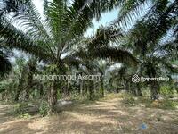 For Sale - Tanah Sawit 300 Pokok Ada Hasil Gred Tinggi Di Jeneri Sik