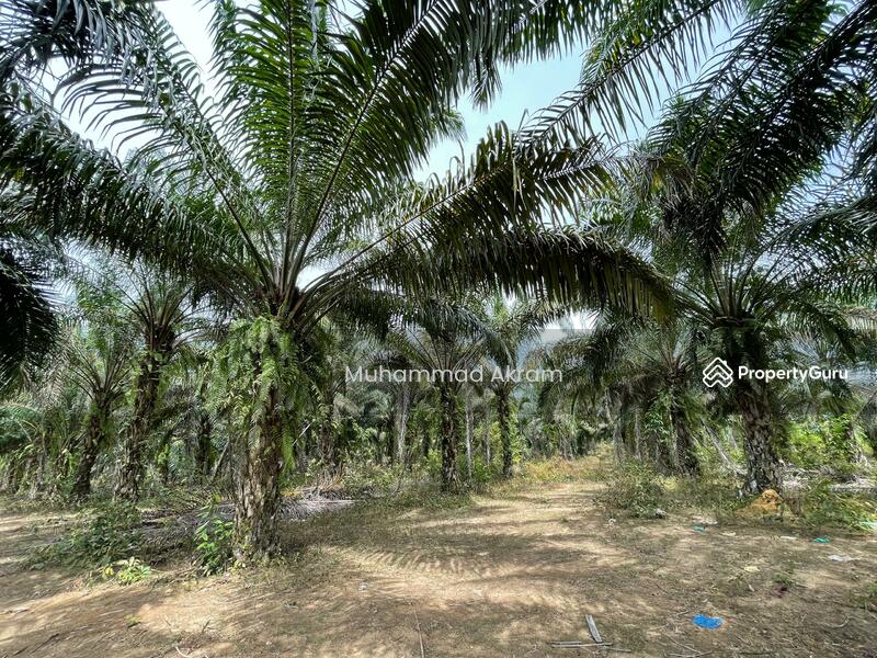 Untuk Dijual - Tanah Sawit 300 Pokok Ada Hasil Gred Tinggi Di Jeneri Sik