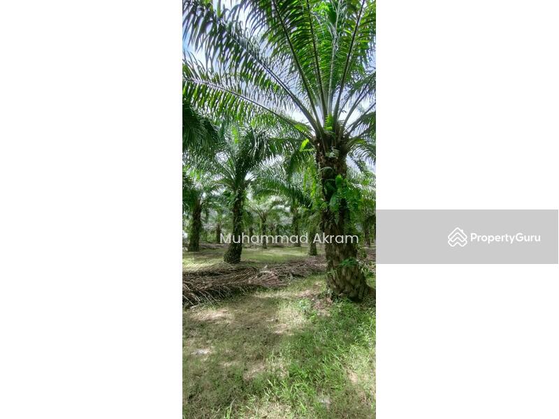 Untuk Dijual - Tanah Sawit 300 Pokok Ada Hasil Gred Tinggi Di Jeneri Sik