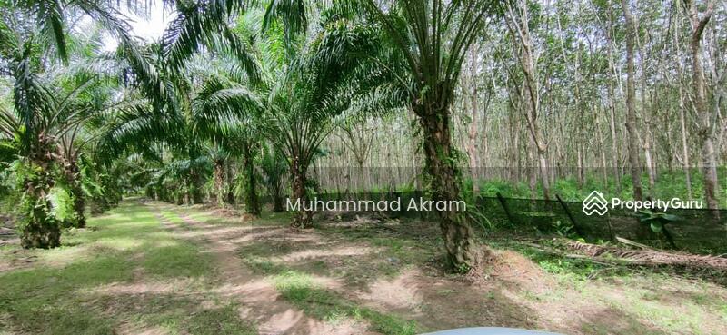 Untuk Dijual - Tanah Sawit 300 Pokok Ada Hasil Gred Tinggi Di Jeneri Sik