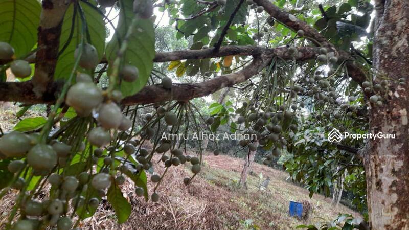 Tanah Pertanian untuk Dijual di Kampung Paroi (Paroi) - Amru Alhaz Adnan - PropertyGuru.com.my