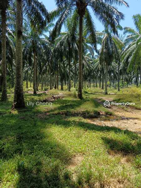 Agricultural Land for Sale in Kampung Lintang (Sungai Siput) - Lily Chong - PropertyGuru.com.my