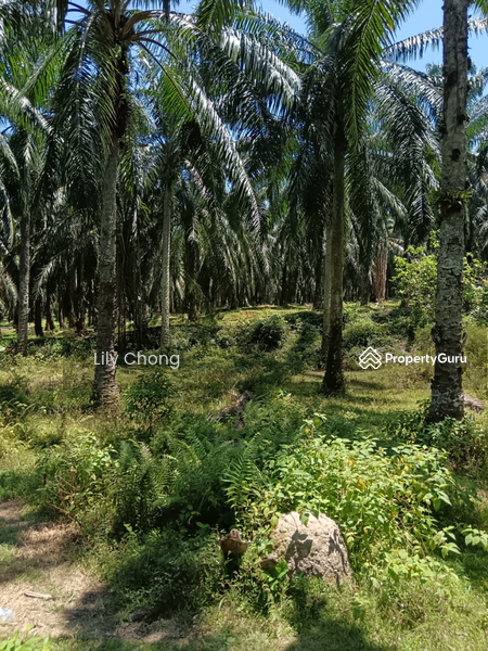 Agricultural Land for Sale in Kampung Lintang (Sungai Siput) - Lily Chong - PropertyGuru.com.my