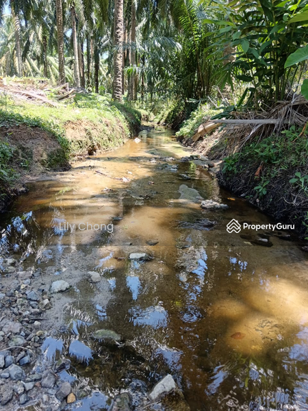 Agricultural Land for Sale in Kampung Lintang (Sungai Siput) - Lily Chong - PropertyGuru.com.my
