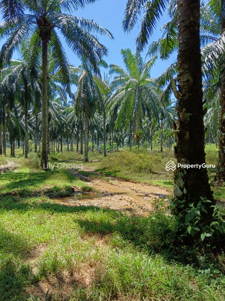 Agricultural Land for Sale in Kampung Lintang (Sungai Siput) - Lily Chong - PropertyGuru.com.my