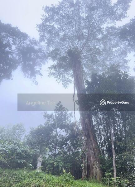 For Sale - Tanarimba