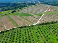 For Sale - 98.95 acre Residential Land Agricultural Land | Bedong | Kuala Muda | Kedah | Rm8 psf