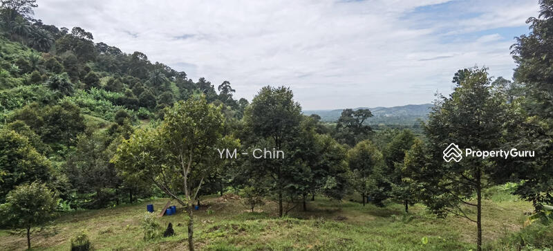 Untuk Dijual - Durian Orchard @ Cenderiang, Tapah