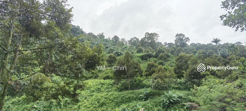 Untuk Dijual - Durian Orchard @ Cenderiang, Tapah