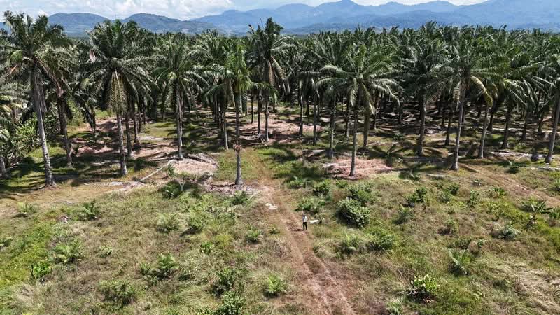 Agricultural Land for Sale in Kampung Kanthan (Chemor) - YY Cheah - PropertyGuru.com.my