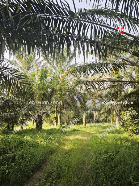 Tanah Pertanian untuk Dijual di Sungai Udang (Nibong Tebal) - Teh Guan Fong - PropertyGuru.com.my