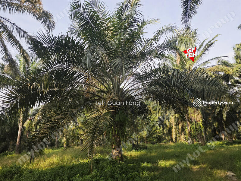 Tanah Pertanian untuk Dijual di Sungai Udang (Nibong Tebal) - Teh Guan Fong - PropertyGuru.com.my