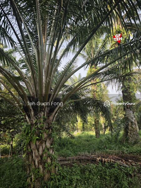 Tanah Pertanian untuk Dijual di Sungai Udang (Nibong Tebal) - Teh Guan Fong - PropertyGuru.com.my