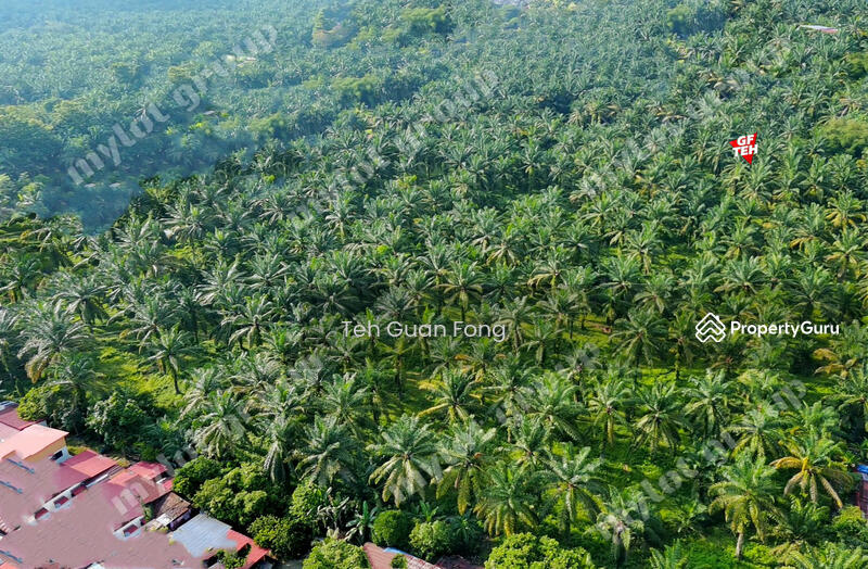 Tanah Pertanian untuk Dijual di Sungai Udang (Nibong Tebal) - Teh Guan Fong - PropertyGuru.com.my