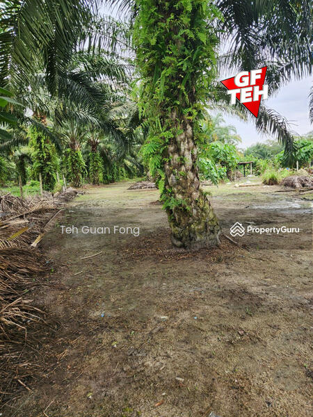 For Sale - 3 Big Fish Ponds with Extra Land | Nibong Tebal | Penang Rm14psf b