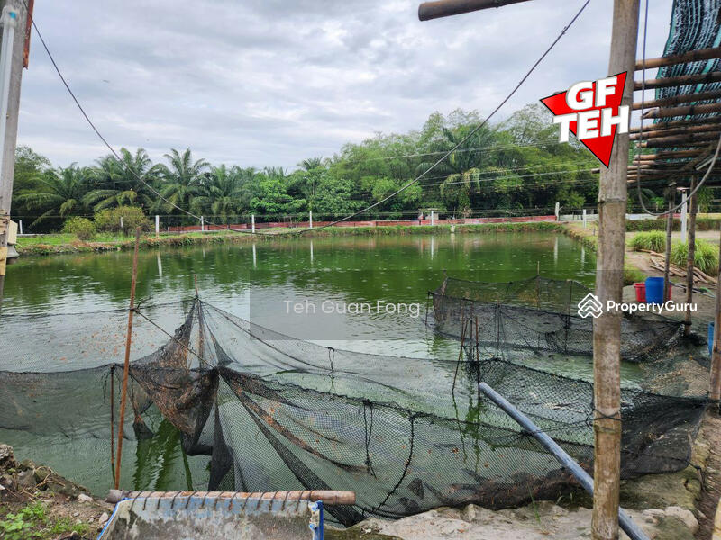 For Sale - 3 Big Fish Ponds with Extra Land | Nibong Tebal | Penang Rm14psf b