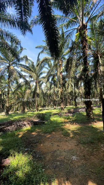 Untuk Dijual - Agriculture land at Taman Perling