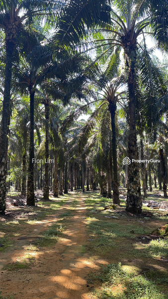 Untuk Dijual - Agriculture land at Taman Perling