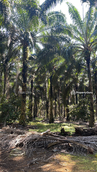Untuk Dijual - Agriculture land at Taman Perling