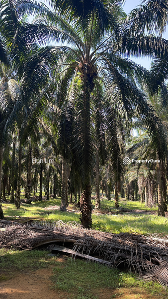 Untuk Dijual - Agriculture land at Taman Perling