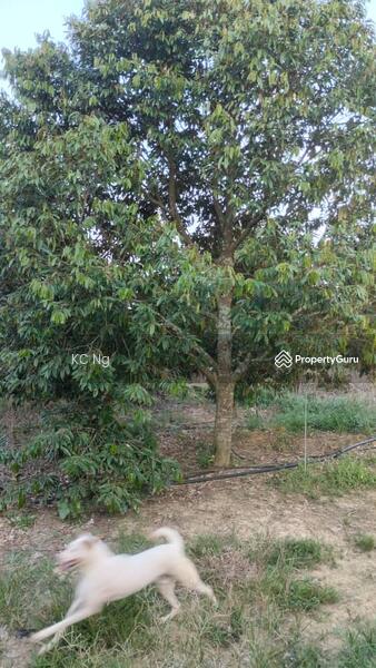 For Sale - Simpang Pertang Negeri Sembilan Durian Orchad For Sale