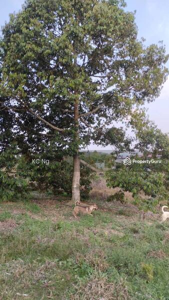 For Sale - Simpang Pertang Negeri Sembilan Durian Orchad For Sale