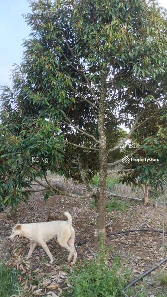 For Sale - Simpang Pertang Negeri Sembilan Durian Orchad For Sale
