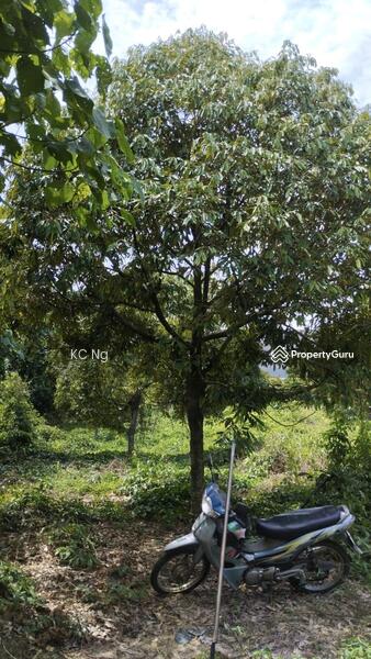 For Sale - Simpang Pertang Negeri Sembilan Durian Orchad For Sale