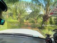 For Sale - Tangkak Jementah Johor 125 Acres Oil Palm Plantation For Sale