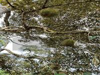 For Sale - Kuala Lipis Pahang 7 acres Durian Farm