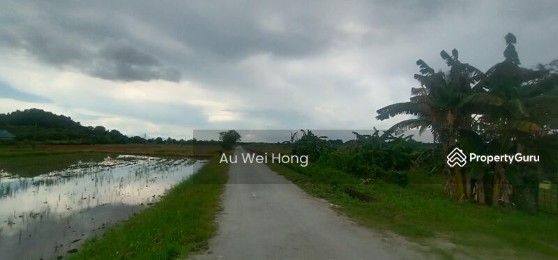For Sale - Paddy Field for Sale @ Permatang Pauh