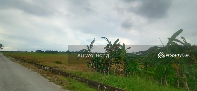 For Sale - Paddy Field for Sale @ Permatang Pauh