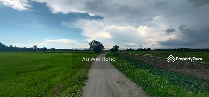 For Sale - Paddy Field for Sale @ Permatang Pauh