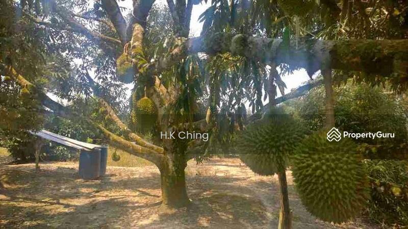 For Sale - Freehold Durian Farm Agricultural Land 6 Acres Serendah Rawang