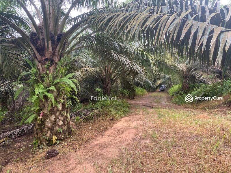 Tanah Pertanian untuk Dijual di Felda Ayer Hitam (Kluang) - Eddie Lai - PropertyGuru.com.my