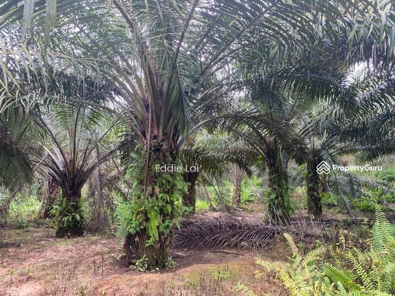 Tanah Pertanian untuk Dijual di Felda Ayer Hitam (Kluang) - Eddie Lai - PropertyGuru.com.my