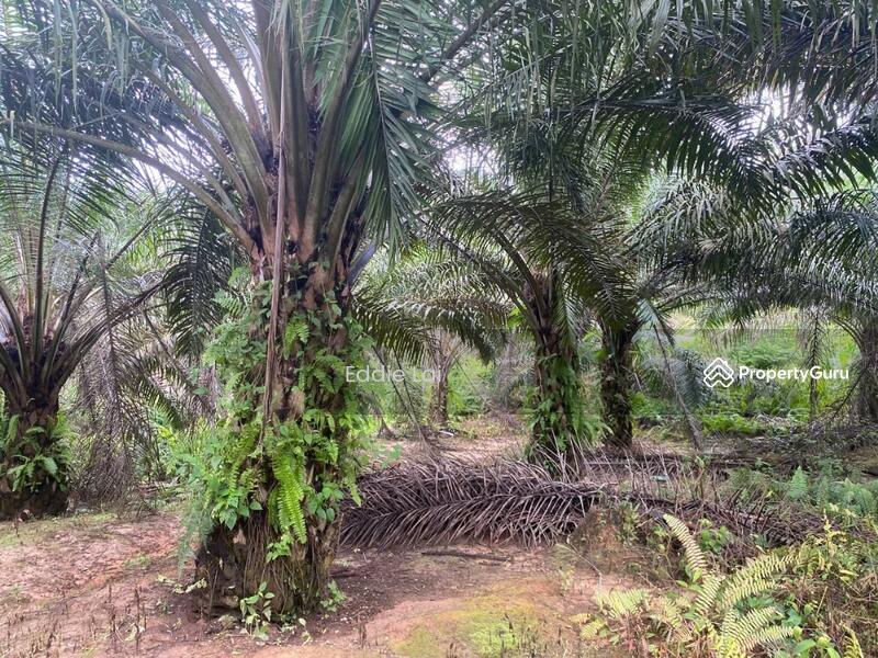 Tanah Pertanian untuk Dijual di Felda Ayer Hitam (Kluang) - Eddie Lai - PropertyGuru.com.my