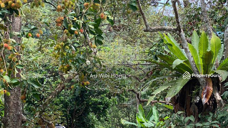 Untuk Dijual - Hillside Durian Farm for Sale @ Balik Pulau