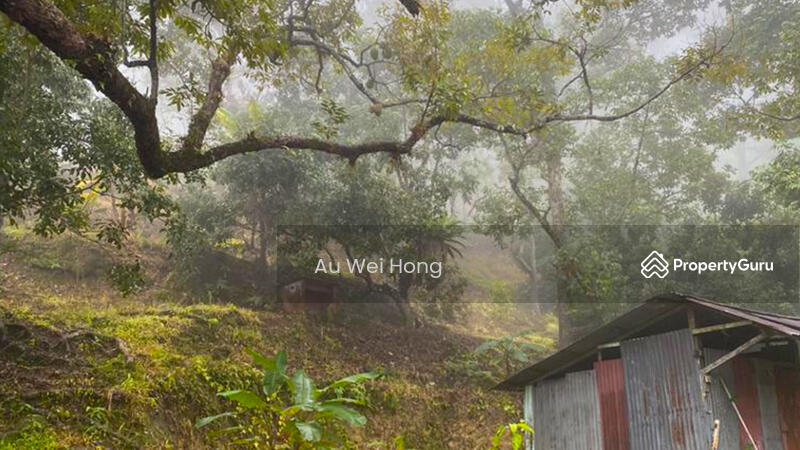 Untuk Dijual - Hillside Durian Farm for Sale @ Balik Pulau