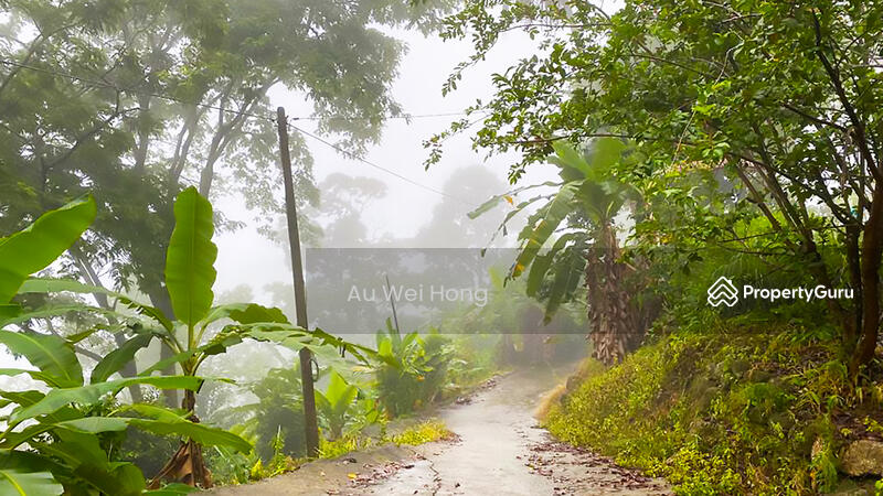 Untuk Dijual - Hillside Durian Farm for Sale @ Balik Pulau